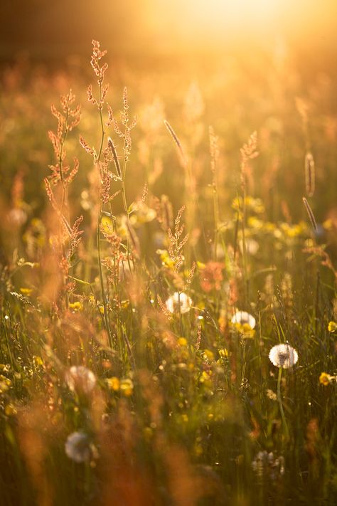 There's something about dandelions... Foto Macro, المملكة العربية السعودية, Yellow Aesthetic, Golden Lights, Mellow Yellow, Flowers Photography, Golden Hour, Nature Beauty, Beautiful World