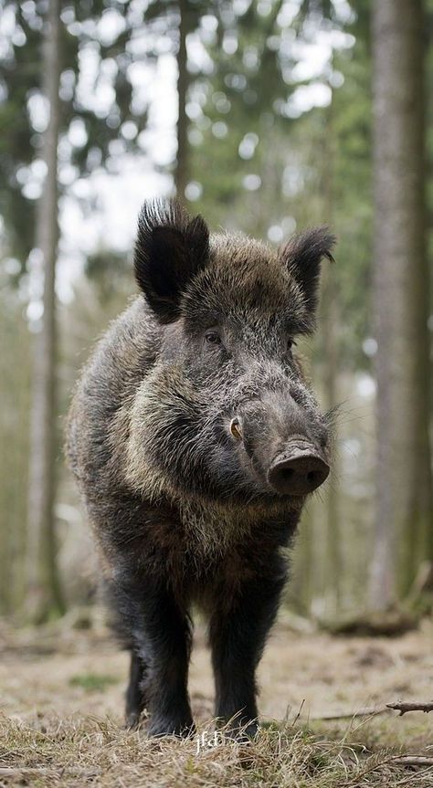 Wild Boar Recipes, Wild Boars, Feral Pig, Wild Boar Hunting, Boar Hunting, Tattoo Nature, Wild Pig, Hog Hunting, Wild Hog