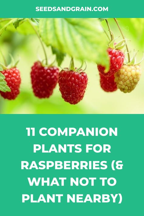 Rasberry Bushes, Planting Raspberries, Raspberry Plant, Raspberry Bush, Growing Raspberries, Raspberry Plants, Garden Companion Planting, Berry Garden, Berry Plants