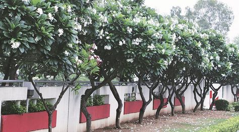 Plumeria, Frangipani, Earthy Luxury, Tree Transplanting, Plumeria Tree, White Yellow Flowers, My Memories, Plumeria Flowers, Dream World, The Spell, Pink And White Flowers