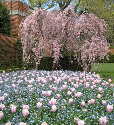 Garden Collage, Inside Garden, Big Trees, Aesthetic Garden, Formal Garden, Grass Valley, Fruit Flowers, Big Tree, Historic Preservation