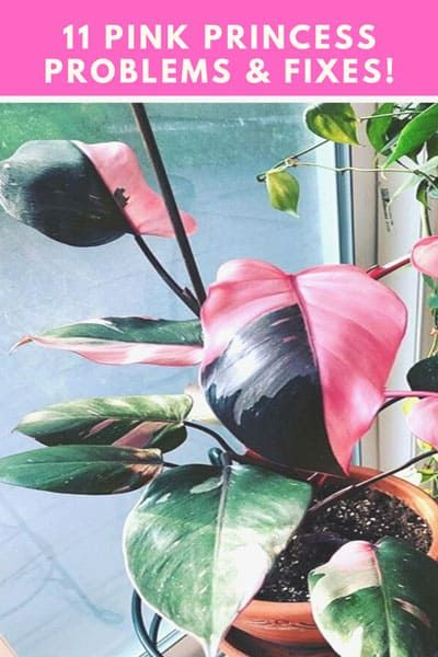 Pink Princess Plant Care, Philodendrons Plants, Pink Philodendron, Pink Princess Philodendron, Princess Philodendron, Philodendron Pink Princess, Plant Wishlist, Houseplant Care, Philodendron Plant