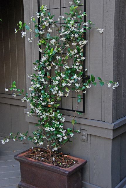 Climbing Flowers, Jasmine Plant, نباتات منزلية, Star Jasmine, Garden Vines, Fragrant Plant, Vertical Gardens, Have Inspiration, Garden Trellis