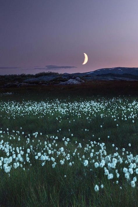 Emma Aesthetic, Being Present In The Moment, Present In The Moment, Beauty Of The World, Being Present, Night Moon, Night Flowers, Night Scenery, Night Landscape