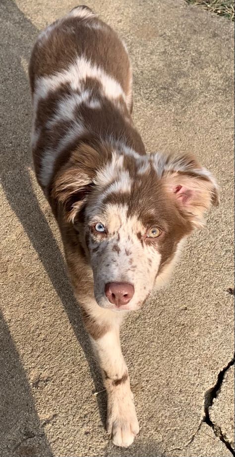 Short Haired Australian Shepherd, Red Merle Aussie Puppy, Australian Shepherd Brown And White, Cute Australian Shepherd Puppies, Brown And White Australian Shepherd, Aussie Red Merle, Australian Shepherd Merle, Red Merle Australian Shepherd Puppy, Australian Retriever