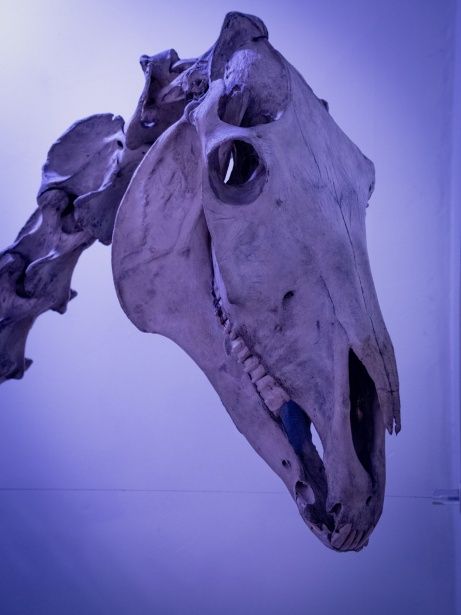 Horse Skull Side View, Animal Skull Photo, Cow Skull Aesthetic, Dog Skull Reference, Coyote Skeleton, Styracosaurus Skull, Ox Skull, Deer Bones, Horse Skull