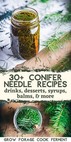 Feeding Newborn, Pine Needle Tea, Tasty Cookies, Child Nutrition, Wild Food Foraging, Foraging Recipes, Recipes Drinks, Edible Wild Plants, Foraged Food