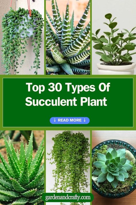 Top 30 Types Of Succulent Plant With Pictures And Names Succulent And Flower Garden, Succulent Types Chart, Names Of Succulent Plants, Indoor Plant Names, Succulent Identification Chart, Types Of Succulents With Pictures, Different Succulents Plants, Overgrown Succulents, Weird Succulents