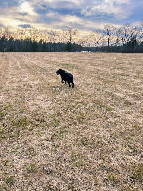 Happy Dog running in field People Running In A Field, Running With Dog, Run With Dog, Dog Running Silhouette, Dogs Running In Field, Dog Runs, Black Dog, Happy Dogs, Cute Dogs