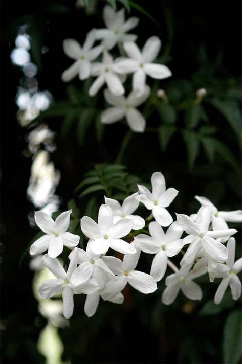 Jasmine Makes a Great Fragrant Plant to Gift Evergreen Vines, Jasmine Plant, Fragrant Plant, Perennial Shrubs, Florist Shop, Jasmine Flower, Room With Plants, Garden Set, Fragrant Flowers