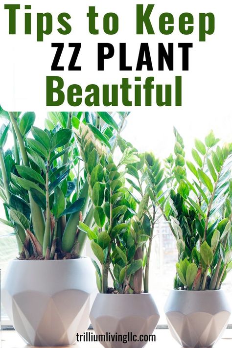 The ZZ plant is an easy houseplant to grow and these care tips will keep it looking beautiful and healthy all year. Learn why the ZZ plant has become so popular and will be a great addition to your indoor jungle. It’s an easy-to-grow indoor plant and ideal for a new plant parent. #houseplants #succulents #trilliumliving Zz Plant Care, Plant Care Houseplant, Plant Parent, Zz Plant, Indoor Plant Care, Inside Plants, Living Modern, Best Indoor Plants, Plant Decor Indoor