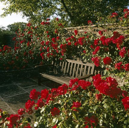 Red Patio Furniture, Red Roses Garden, Rose Aesthetic, Garden Seat, Aesthetic Roses, Rose Rouge, Garden Seating, Rose Cottage, Garden Patio Furniture