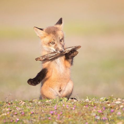 Fox Standing, Fox Pups, Wood Sticks, Funny Animal Memes, Red Fox, A Wood, Animal Memes, Funny Animals, Fox