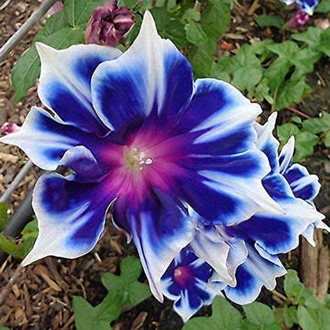 Amazon.com: 100pcs/pack Morning Glory Seeds Beautiful Perennial Flowers Seeds for Garden qc… : Patio, Lawn & Garden Morning Glory Seeds, Morning Glory Vine, Climbing Flowers, Fragrant Garden, Bonsai Flower, Garden Vines, Unusual Flowers, Rare Flowers, Beautiful Flowers Pictures