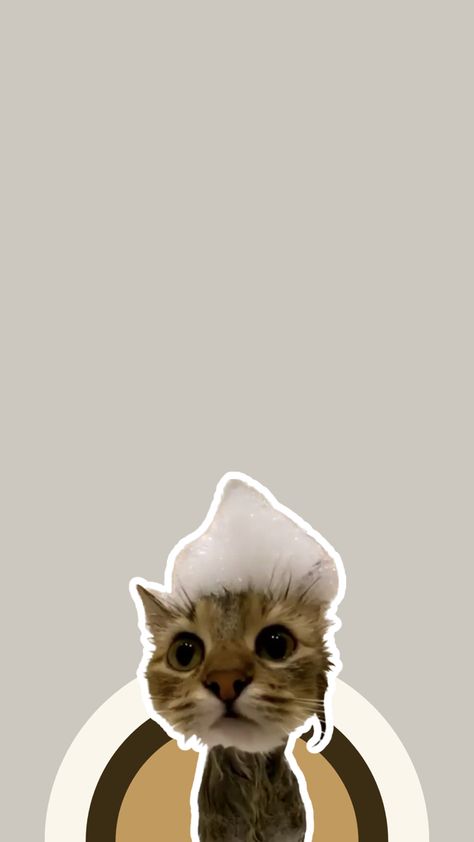 Cute animals, Cute cat, stickers, funny cat, wallpapers Meme Wallpaper Iphone Cat, Funny Cat Pictures Wallpaper, Cat Iphone Wallpaper, Cute Cat Stickers, Face Palm, Cat Wallpapers, Bunny Cartoon, Funny Cat Wallpaper, Cat Iphone