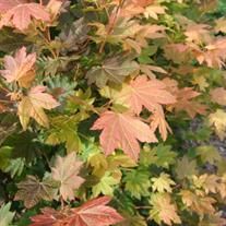 Dancing Oaks Nursery, Inc Acer Circinatum, Vine Maple, Garden Board, Oregon Garden, Harvest Day, Growing Gardens, Poisonous Plants, Fragrant Plant, Border Plants