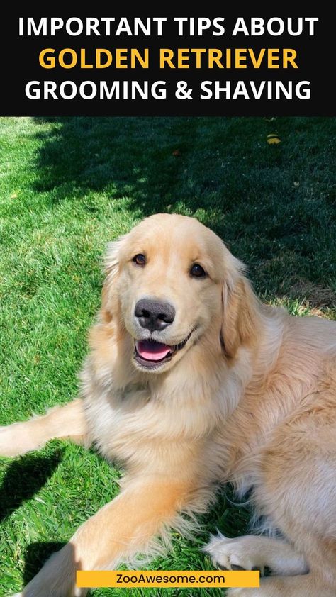 Golden Retriever Grooming Styles & Shaving Tips Golden Retriever Haircut Styles, Shaved Golden Retriever, Golden Retriever Grooming Styles, Golden Retriever Puppy Aesthetic, Funny Golden Retrievers, Golden Retriever Haircut, Aesthetic Golden Retriever, Golden Retriever Care, White Retriever