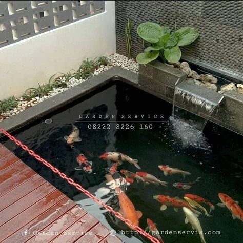 Kolam Koi, Semarang, Jakarta, Koi, Nature