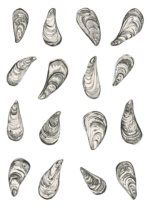 #Element Eden Art Search Silk screen print and photoshop  Mussels Shell Ink Drawing, Blue Mussel Shell Art, Mussels Drawing, Mussel Shell Art, Shellfish Art, Shell Tattoo, Blue Mussel, Shell Drawing, 2024 Manifestation