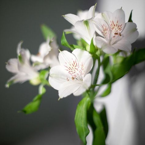 White alstroemeria flowers with green leaves on gray background with sun light a , #Ad, #green, #leaves, #flowers, #White, #alstroemeria #ad Watercolour Reference, White Alstroemeria, Fern Garden, Ferns Garden, January Wedding, Tiger Painting, Elegant Bouquet, Enchanted Wedding, Flower Inspiration