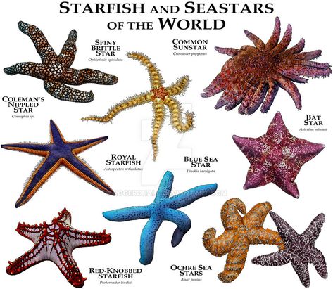 Fine art illustration of various species of the world's starfish and seastars Pet Starfish, Types Of Starfish, Starfish Species, Sea Starfish, Fauna Marina, Sea Stars, Stella Marina, Water Animals, Aquatic Animals