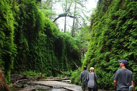 Humboldt County California, Redwood National And State Parks, Fern Canyon, Coast Redwood, California Coastline, Redwood National Park, Humboldt County, Redwood Forest, Family Trips