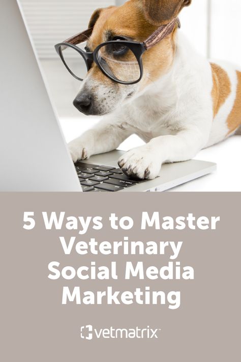 Do you want to learn how to build connections and boost your veterinary social media marketing strategy? Follow our top 5 tips to get started! #veterinary #socialmedia Veterinary Marketing Ideas, Vet Social Media, Veterinary Social Media, Veterinary Marketing, Vet Receptionist, Veterinary Receptionist, Vet Practice, Fun Facts About Dogs, Equine Veterinary