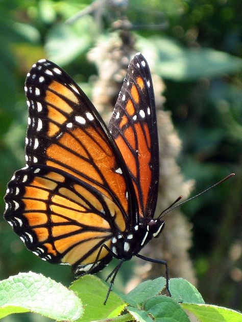 Monarch Butterflies Photography, Viceroy Butterfly, Beautiful Butterfly Pictures, Beautiful Butterfly Photography, Butterfly Species, Butterfly Images, Butterfly Photos, Beautiful Bugs, Butterfly Pictures