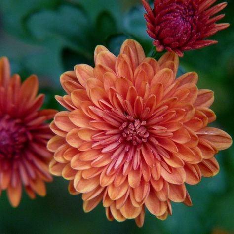 Orange Chrysanthemum (Novembers flower)- getting this as a tattoo for Maybelline and myself (November babies) Chrisantemum Flower Tattoo Color, Orange Chrysanthemum, November Flower, November Birth Flower, Chrysanthemum Tattoo, Family Flowers, Birth Flower Tattoos, Chrysanthemum Flower, Month Flowers