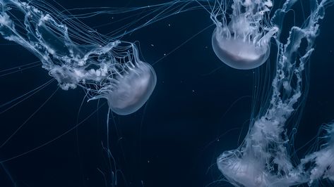 The Ocean Wallpaper, Jellyfish Swimming, 1366x768 Wallpaper Hd, Wallpaper Animals, Swimming In The Ocean, Wallpaper Notebook, Dark Blue Wallpaper, Undersea World, Cute Laptop Wallpaper