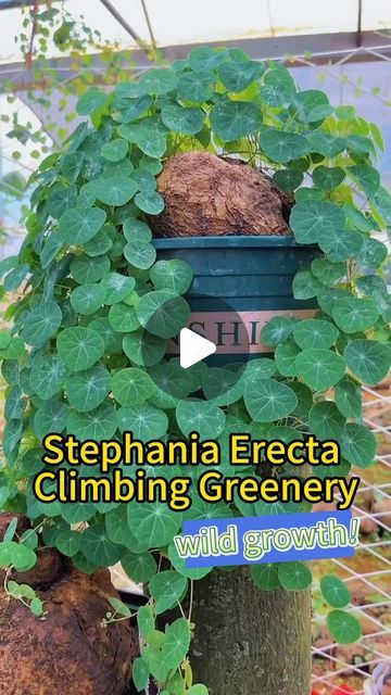 Rosesu on Instagram: "Stephania Erecta🪴wild growth🙀 #stephaniaerecta #greenery #climbingplants #plantlover #greenthumb #growyourown #indoorplants #indoorjungle" Content Room, Indoor Climbing Plants, Stephania Erecta, Macro Art, Summer Gardening, Mini Gardens, Plant Care Houseplant, Garden Inspo, Rose Green