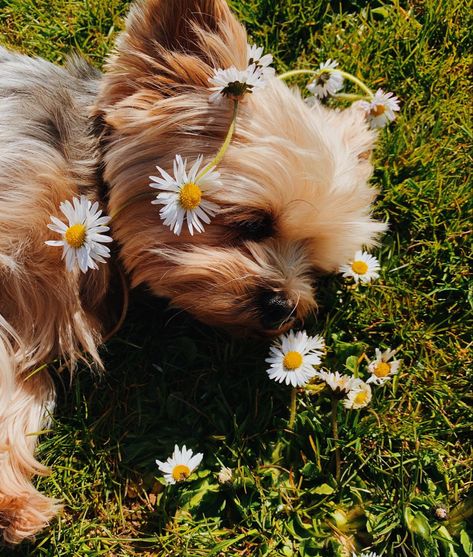 #dog #yorkie #daisy #yorkshireterrier #pup Dogs And Flowers, Dog Yorkie, Baby Daisy, Daisy Dog, Flower Field, Yorkshire Terrier, Yorkie, Dogs And Puppies, Flower Garden