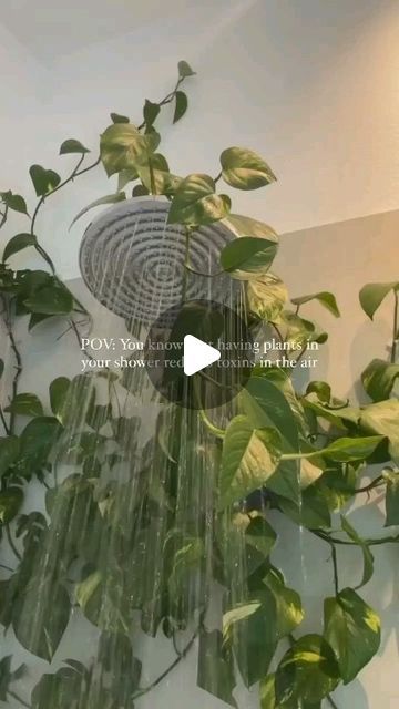 ᖇYᗩᑎ │ ᑭᗰ🌱 on Instagram: "Feeling that shower stall blues? 
Let’s ditch the boring and sprout some happiness with a plant takeover! 🌵 @isis_little_jungle7 IG🌿

This easy upgrade will make your shower feel like a tropical escape! 

Bonus Tip:  Choose plants that dig moisture and don’t need tons of light.

Transform your shower into a plant paradise! 

Share your best bathroom plant ideas in the comments! ⬇️

#bathroomvibes #plantlife #showersanctuary #diy #spavibes #bathroomplants #plantsofinstagram #selfcare #urbanjungle #watering #pruning #wateringplants #bathroom #diyhacks #plantcare" Bathroom Plants Decor, Best Bathroom Plants, Home Office For Man, Plant Goals, Small Bathroom Ideas On A Budget, Pothos Plant, Home Office Ideas, Bathroom Plants, Tropical Escape