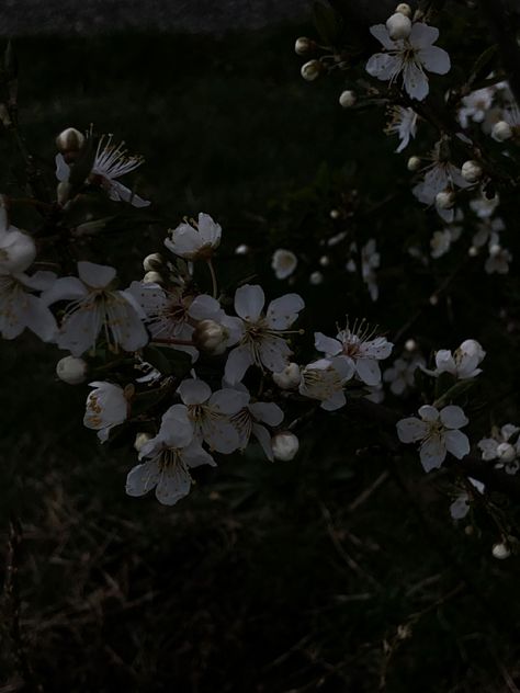 Cottagecore Plants, Dark Cottagecore Aesthetic, Nature Cottagecore, Hipster Drawings, Light Grunge, Macbook Air Wallpaper, Flowers Cute, White Poppy, Night Flowers