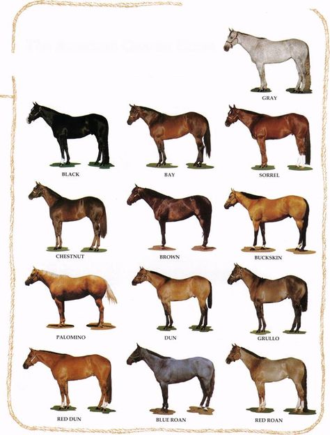 Horse Color Chart, Horse Info, Horse Anatomy, Horse Camp, Horse Colors, Paint Horse, Quarter Horses, Horse Dressage, American Quarter Horse