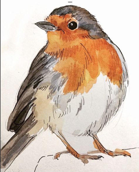 Robin Bird Sketch, Robin Bird Drawing, Sketches Of Birds, Robin Sketch, Birds Sketch, Robin Drawing, Birds Drawing, Bird Painting Acrylic, Doodle Sketchbook