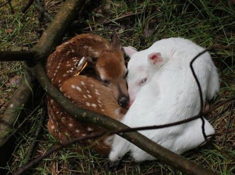 Pattaya, Rare Albino Animals, Mantis Religiosa, Raccoon Family, Albino Animals, Baby Turtles, Baby Deer, Doberman, In The Woods