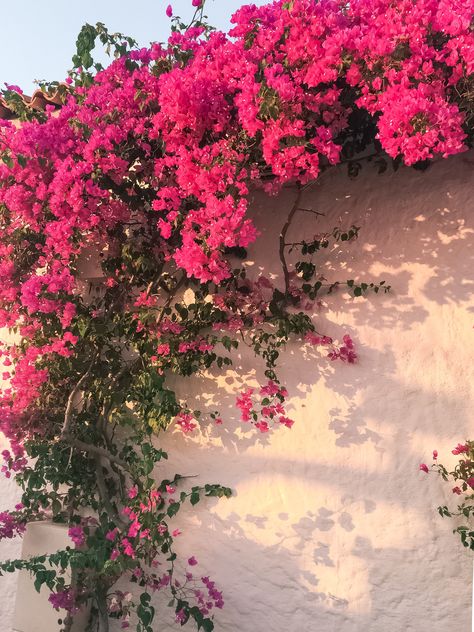 #ritafarhifinds #bougainvillea #pink #flowers #floral #wall #garden #sunset #turkey #alacati #stone Whats Wallpaper, Pink Flowers Wallpaper, Fotografi Digital, 수채화 그림, Flower Therapy, Flower Background Wallpaper, Chelsea Flower Show, Beautiful Landscape Wallpaper, Flower Phone Wallpaper