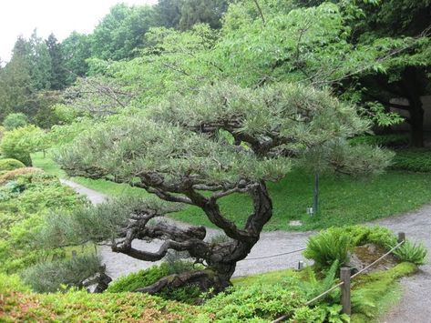 • Pinus thunbergii, Japanese Black Pine: "The trees need not be too tall, but they should be old, splendid in form, and laden with deep... Japanese Black Pine Tree, Pinus Thunbergii, Seattle Japanese Garden, Black Pine Tree, Japanese Black Pine, Pine Garden, Japanese Garden Landscape, Zen Garden Design, Japanese Tree