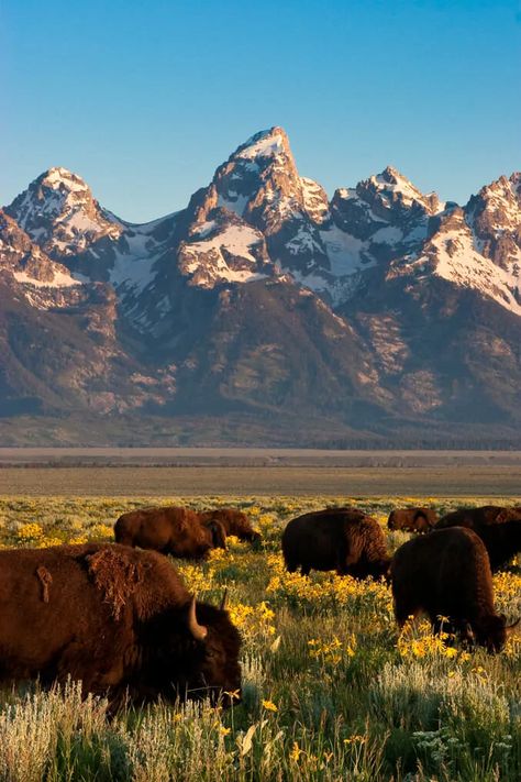 Wildlife Safari | Jackson Hole & Grand Teton | Jackson Hole Wildlife Safaris Wyoming Vacation, Scenic Places, Yellowstone Trip, Wyoming Travel, Jackson Wyoming, Western Artwork, Jackson Hole Wyoming, Wildlife Safari, National Parks Trip