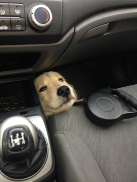 It's easy to become distracted while driving with this lil guy staring at me - Imgur Love My Dog, 웃긴 사진, In Car, Cocker Spaniel, 귀여운 동물, Dog Life, I Love Dogs, A Car