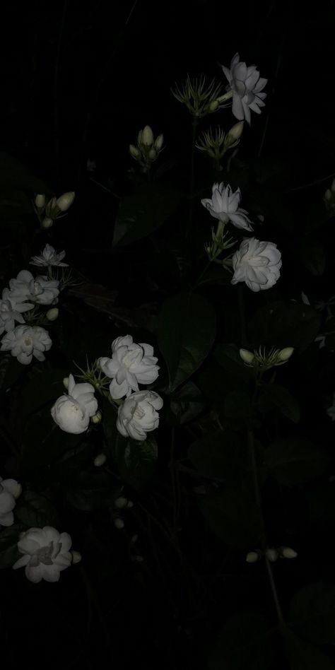 Dark Background Wallpaper, Dark Green Aesthetic, Dark Flowers, Jasmine Flower, Cute Simple Wallpapers, Dark Wallpaper Iphone, Cool Wallpapers Art, Minimalist Wallpaper, Black Aesthetic Wallpaper