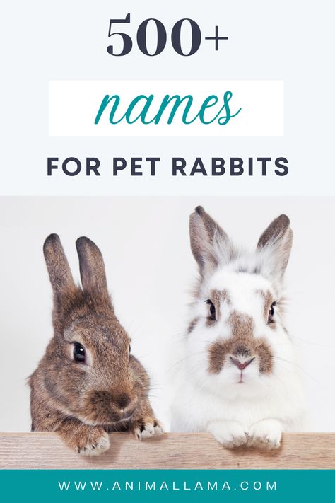 Looking for a unique, cute, or creative name for your new pet rabbit? We've got you covered with our huge list of more than 500 rabbit names. Find rabbit names by color, names inspired by famous rabbit characters, or funny names that will make you chuckle when you call your bun! Rabbit Names Ideas, Boy Rabbit Names, Female Rabbit Names, Cool Pet Names, Lionhead Rabbit, Female Rabbit, Rabbit Names, Bunny Names, Creative Names