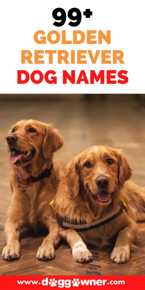 Female Golden Retriever Names, Golden Retriever Names Male, Golden Retriever Puppy Names, Golden Retriever Dog Names, Red Golden Retrievers, Red Golden Retriever Puppy, Golden Retriever Girl, Most Popular Dog Names, Funny Dog Names