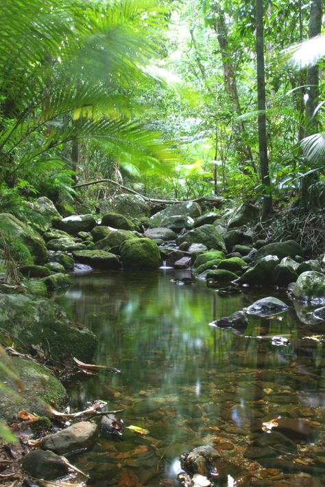 Tropical Scenery Photography, Forest River Drawing, Creek In The Forest, Forest Aethstetic, Tropical Forest Aesthetic, Tropical Rainforest Aesthetic, Tropical Forest Photography, Forest River Aesthetic, Forest With River