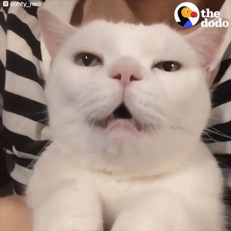 New trending GIF on Giphy Purring Cat, Cat Gif, Newest Trends, Animal Gifs, Cute Cats, Gif, Animals