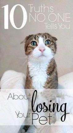 Loosing Pets Quotes, Pet Remembrance Ideas, Pet Memorial Ideas Cat, Losing Your Cat, Losing Your Pet, Cat Memorial Ideas, Pet Quotes Cat, Losing A Pet Quotes, Pet Quotes Dog