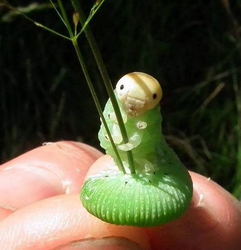 caterpillar with grass Pretty Bugs, Prim Rose, Cute Bugs, Cool Insects, Cool Bugs, Beautiful Bugs, Creepy Crawlies, Pretty Animals, Arachnids