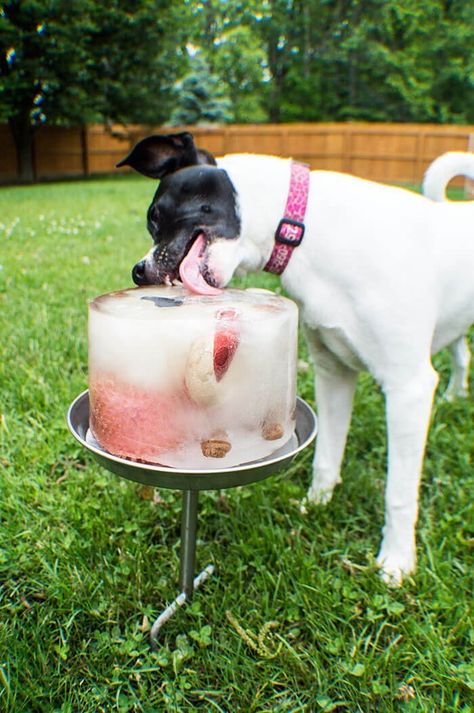 Outdoor Dog Birthday Party, Dog Carnival Ideas, Dog Beach Birthday Party, Dog Birthday Party Games For Dogs, Dog Party Ideas For Dogs, Dog Beach Party, Dog Pool Party Ideas, Dogs First Birthday Ideas Party Themes, Dog Ice Cube Treats