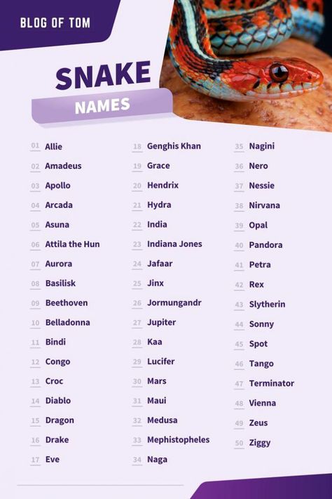 Looking for a cool or funny name for your snake? Look no further! This list has the best snake names for male and female snakes. Whether you're looking for something cute or badass, we've got you covered. So get inspired and choose the perfect name for your new pet snake! Snake Names Pets, Cute Names For Snakes, Pet Names For Animals, Cute Snake Names, Names Meaning Snake, Snake Names Ideas, Names Meaning Dragon, Pet Snake Aesthetic, Pet Snake Names